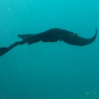 Impressions from the aquarium