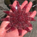 Impressions from the aquarium