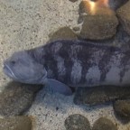 Impressions from the aquarium