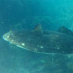 Impressions from the aquarium