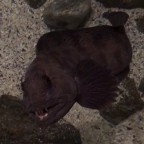 Impressions from the aquarium