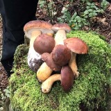 Barbara is clearing the climbing area of mushrooms to avoid someone slipping on them
