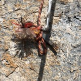 Welcome piton of the Carlesso Slab (Photo: Caro)