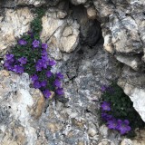 Flowers in such a gloomy wall (Photo: Caro)
