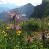 Wild flowers along the trail