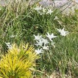 Edelweiss field along the climb