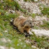 Marmot