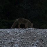 Many foxes are on the move