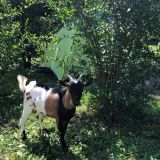 Goat at the camping ground